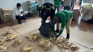 Las 3493 aletas corresponde a cinco especies de tiburones amenazados de extinción. Foto: Secretaría de Ambiente de Bogotá