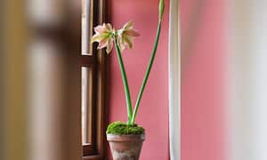 Amarilis en el hogar.