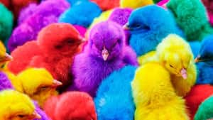 Los pollitos de colores por lo general son maltratados al momento de ser pintados.