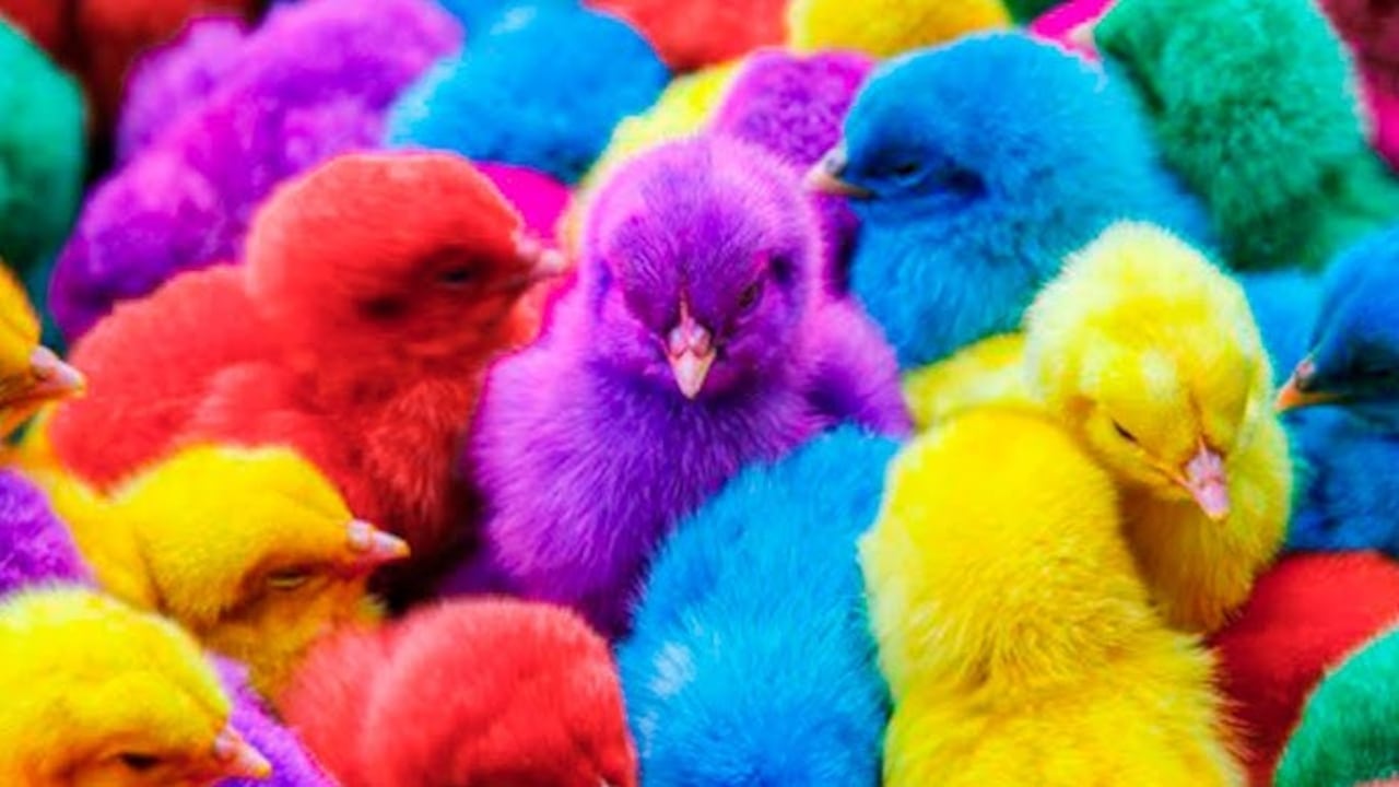Los pollitos de colores por lo general son maltratados al momento de ser pintados.
