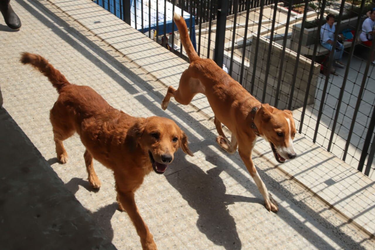 El Centro de Bienestar Animal de Cali alerta sobre aumento de lesiones
osteomusculares en perros