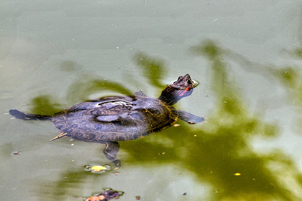 Reportaje gráfico. Humedales de Cali. Lago de las Garzas.