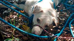 Lograron sacar al indefenso animal del río Medellín, a la altura de la estación Poblado.