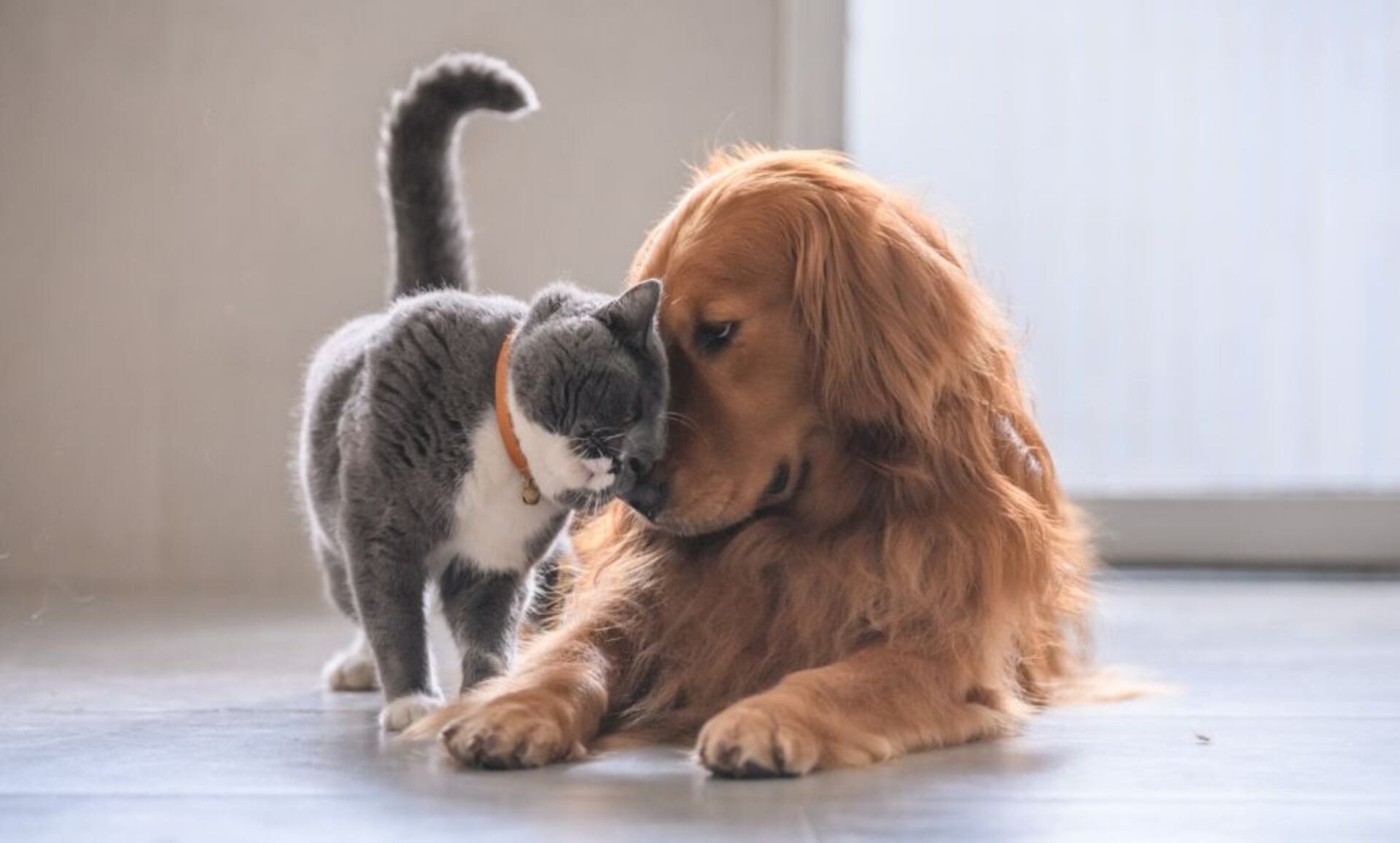 Socialización de Gatos y Perros: Cómo Lograr una Relación Saludable 3 2FKLTNJJMJE5BFAK3MIOHDE7VU