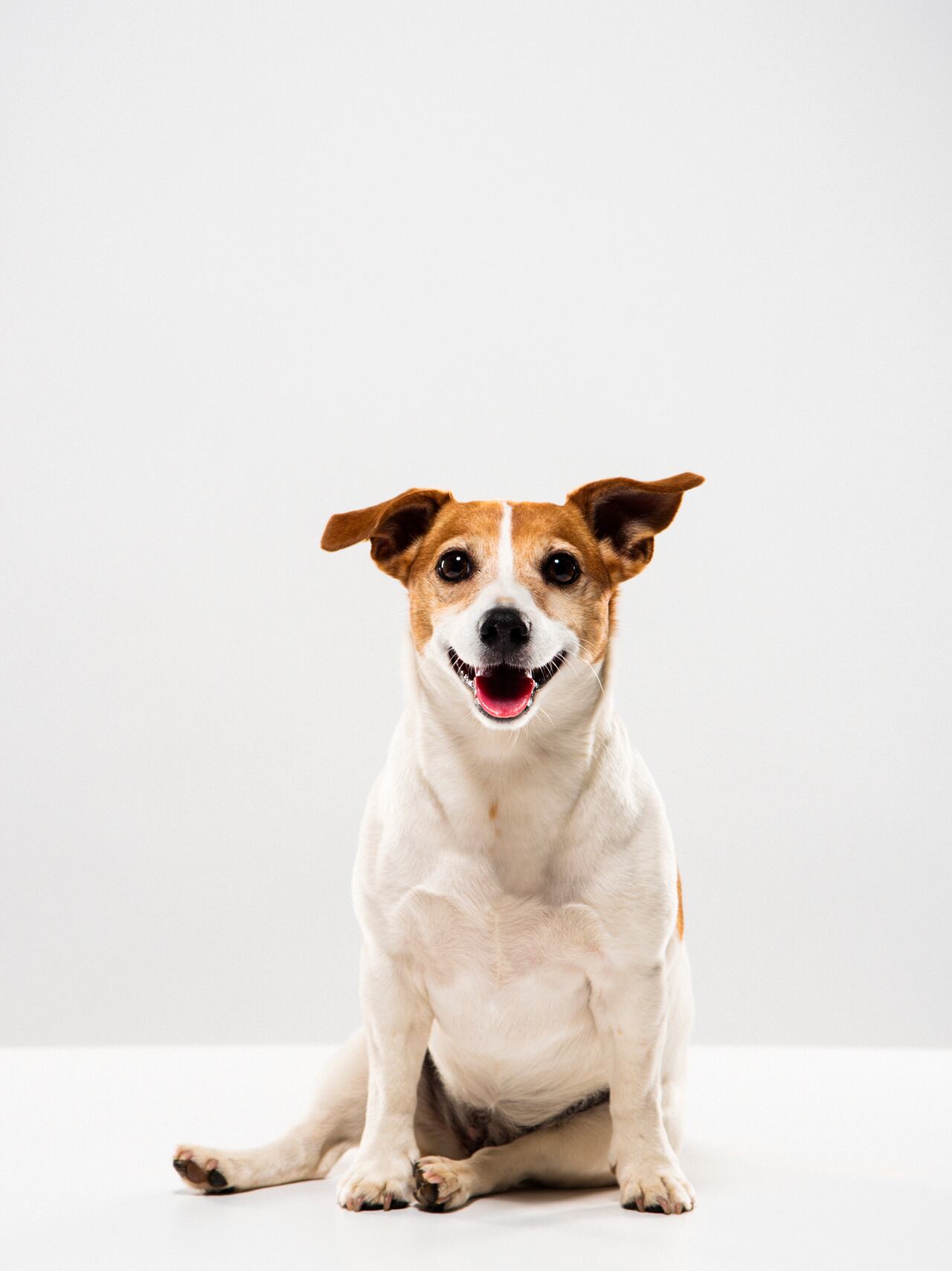 Tamaño de los perros.