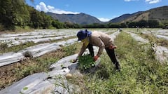 Llamado a agricultores y ganaderos del Valle a optimizar el recurso hídrico para prevenir afectaciones por el fenómeno de ‘El Niño’