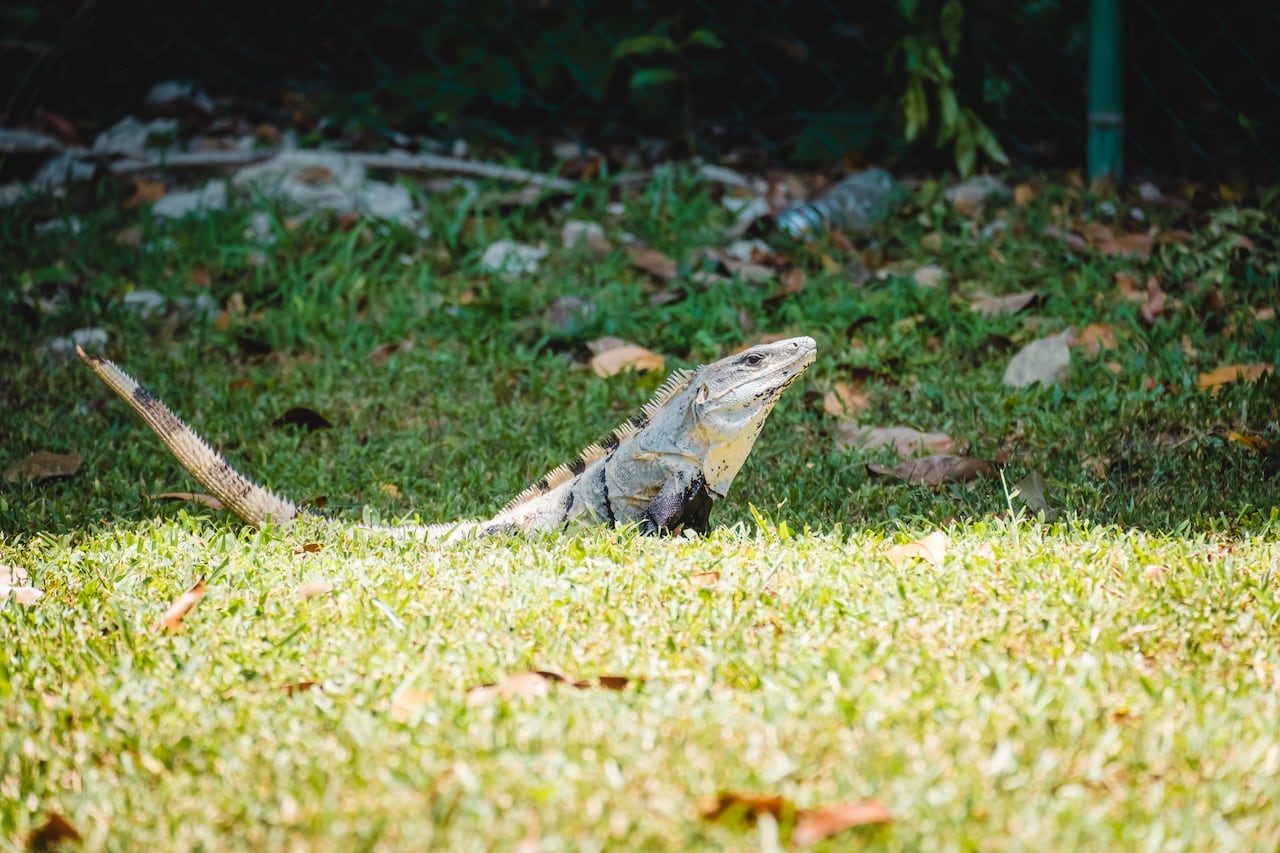 Iguana.