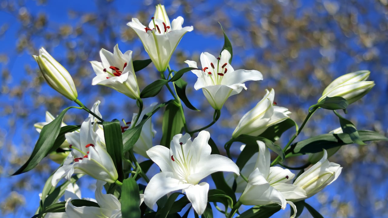 A lo largo de las enseñanzas de Jesús, el lirio blanco se convierte en una metáfora de confianza en la providencia divina y la belleza efímera de la vida terrenal.