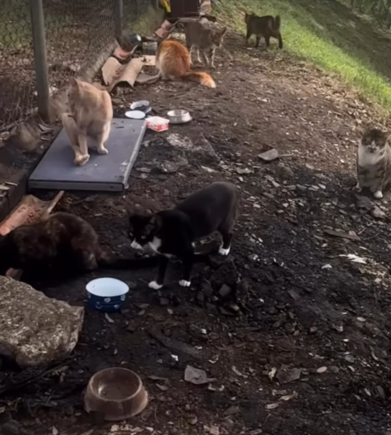 Más de 45 gatos habrían muerto en presuntos incendios provocados bajo un puente en el sector de la Iglesia Señor Jesús de la Divina Misericordia, Carrera 28 #72-04, Cali.