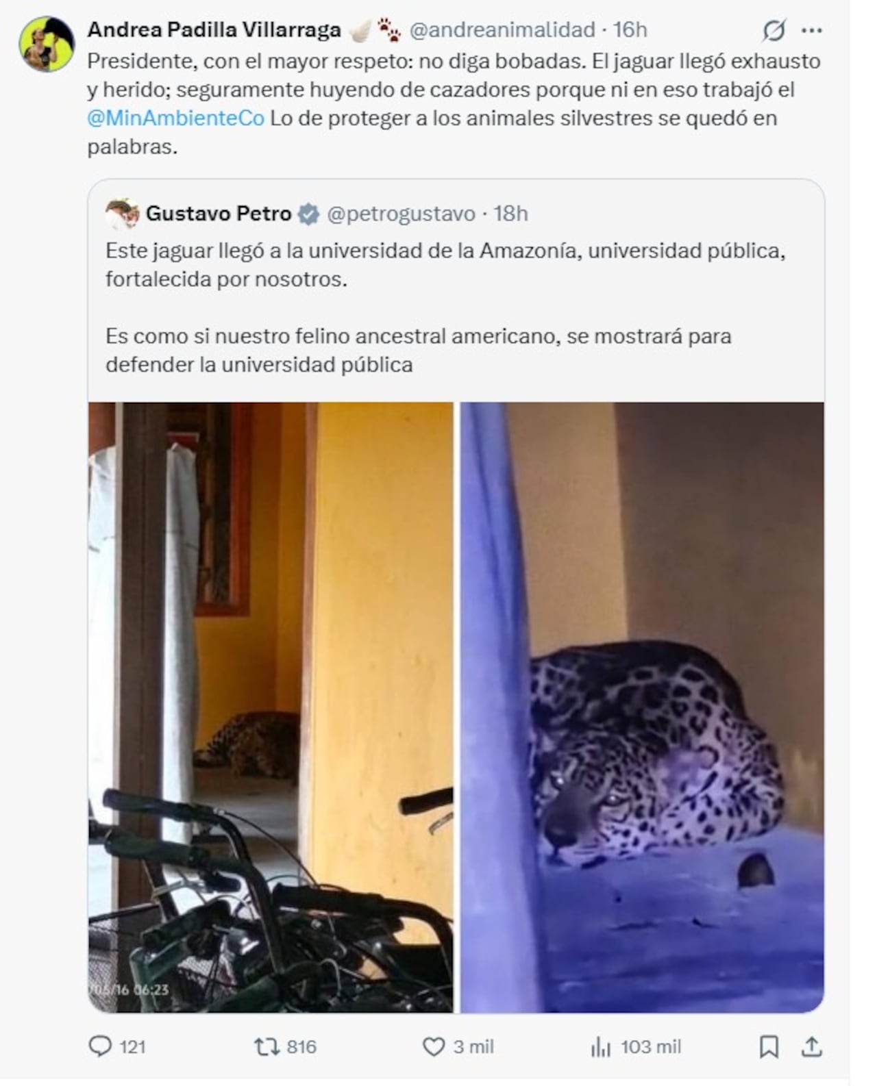 Andrea Padilla cuestiona a Petro por hallazgo de jaguar.