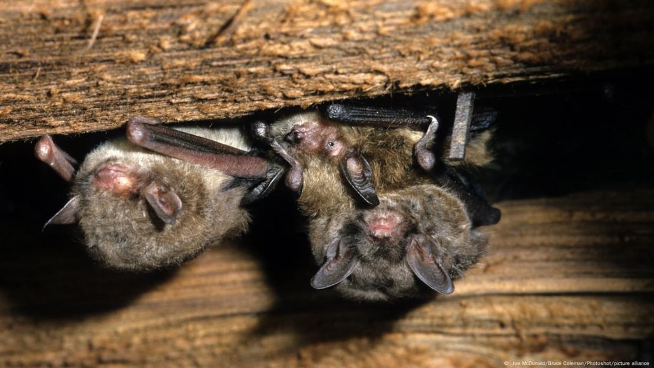 s hallazgos revelan un aumento del 8% en la mortalidad infantil debido a la contaminación por pesticidas.Imagen: Joe McDonald/Bruce Coleman/Photoshot/picture alliance.