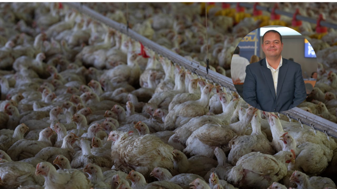 La situación de las avícolas se ha visto afectada por la inseguridad y la crisis de orden público en el departamento.