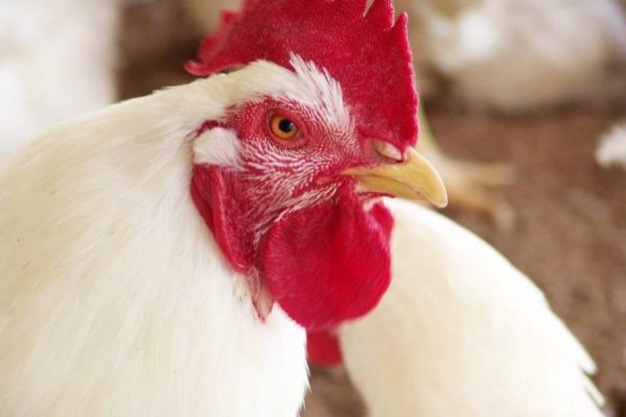 Esta empresa del sector avícola fue visitada por la CVC que realizó la verificación. .