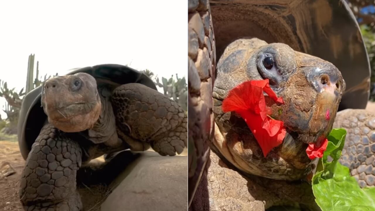 Gramma, la tortuga de Galápagos del San Diego Zoo, fue la residente más longeva del zoológico: falleció el 20 de noviembre de 2025, a una edad estimada de 141 años