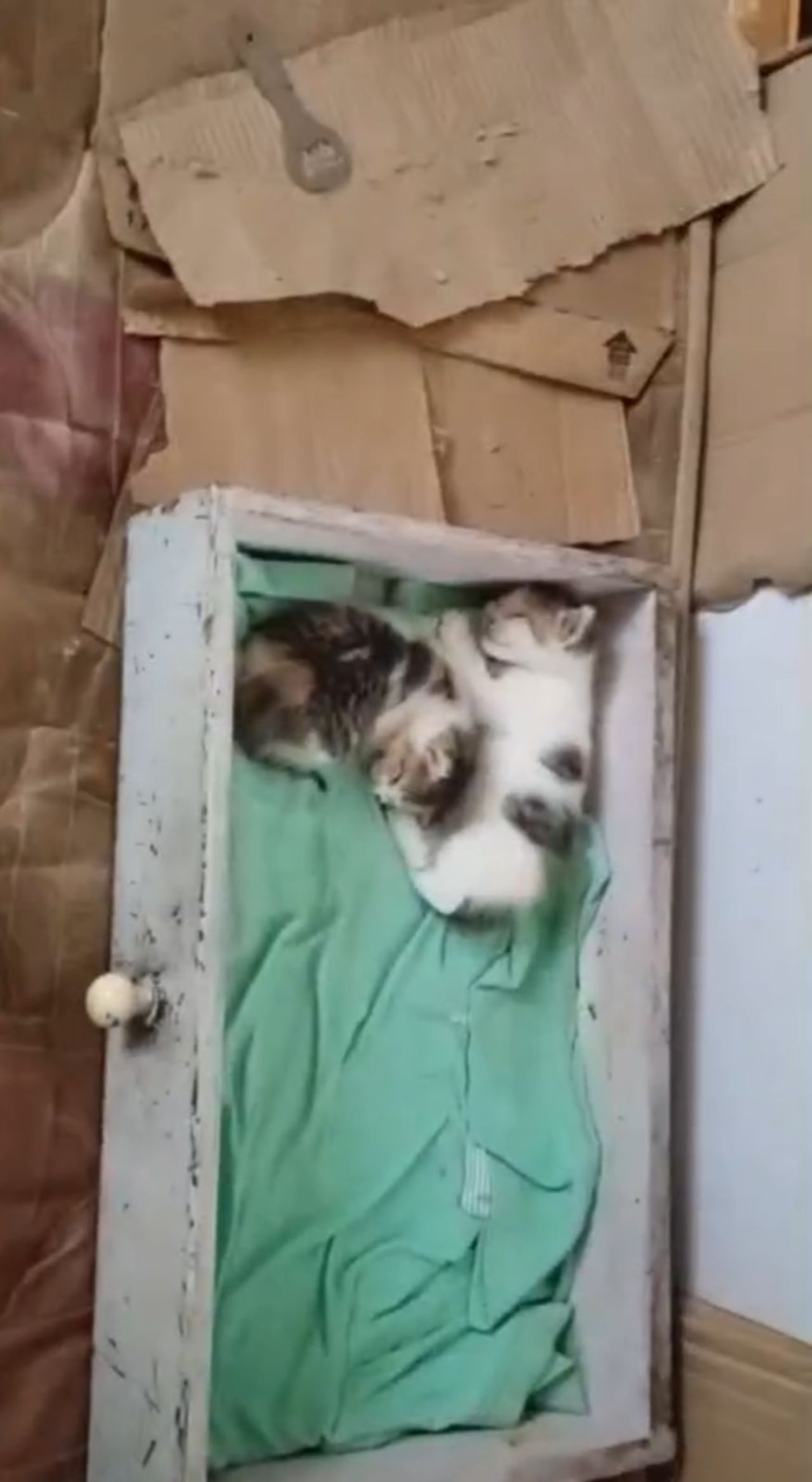 La comunidad pidió seguimiento al caso ante la preocupación por el bienestar de los animales que permanecen en el sitio.