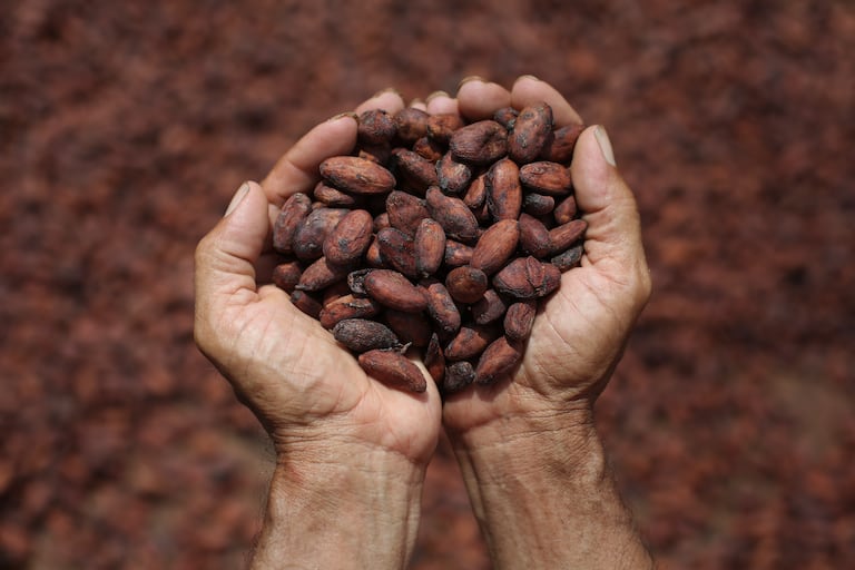 CACAO