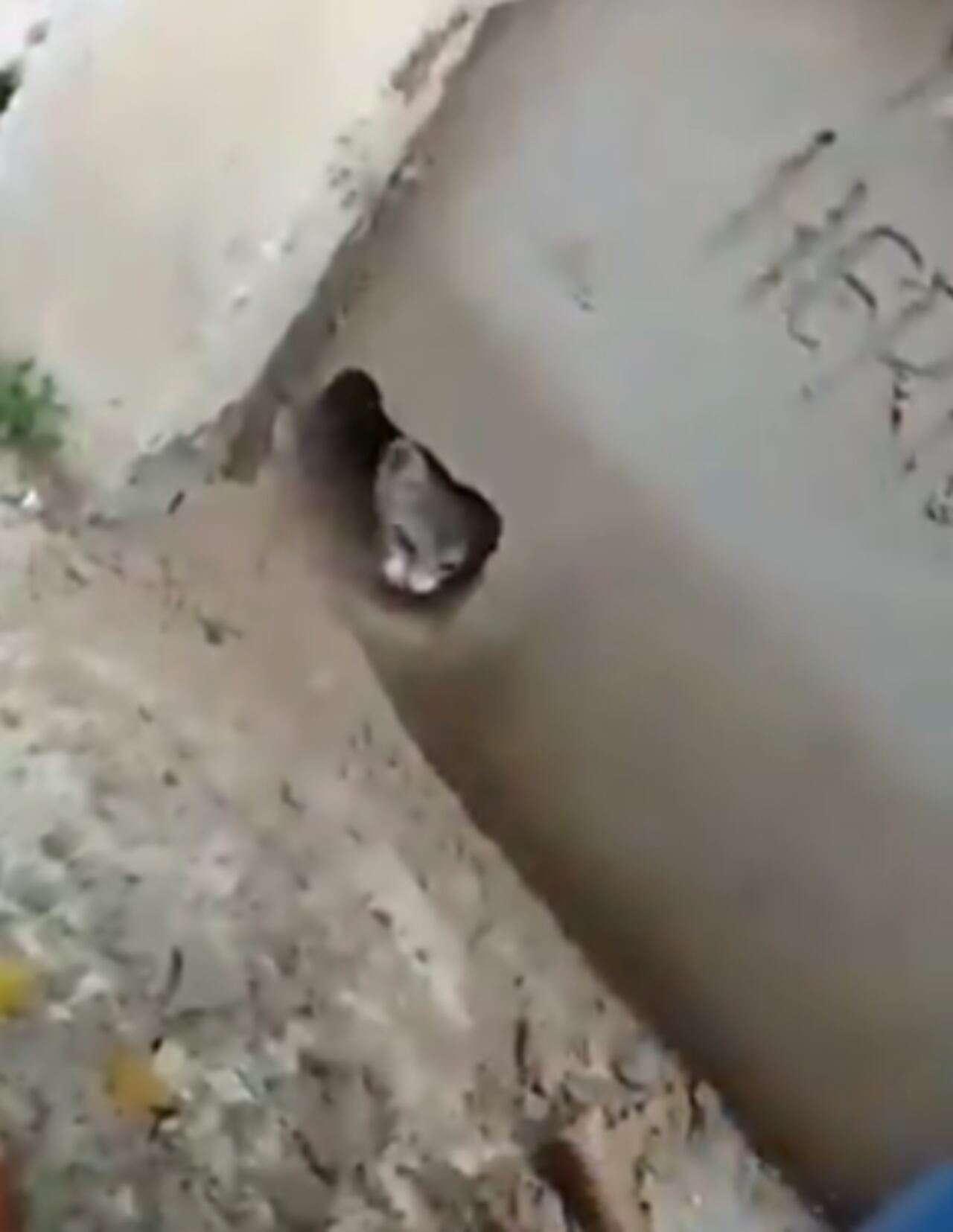 Los gatos fueron encerrados en la tumba de quien habría sido su dueño en vida.