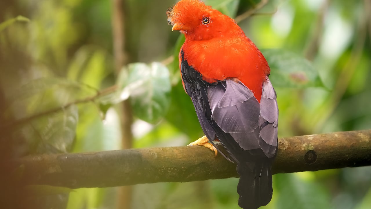 Conozca los detalles de la primera feria de aves en el mundo, abierta al público en general.