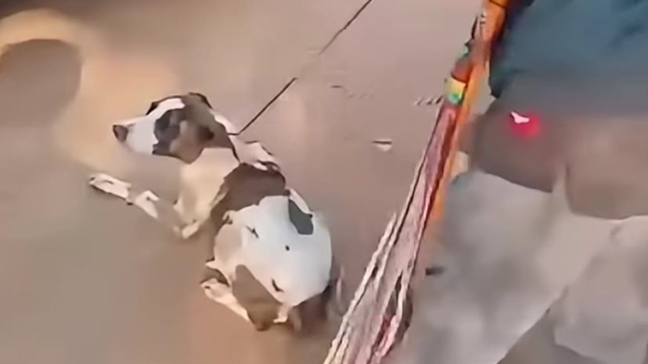 Casos de maltrato animal en Pitalito, Huila.