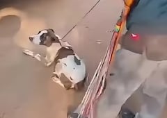 Casos de maltrato animal en Pitalito, Huila.