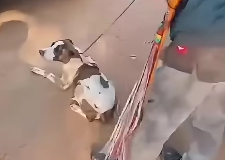 Casos de maltrato animal en Pitalito, Huila.