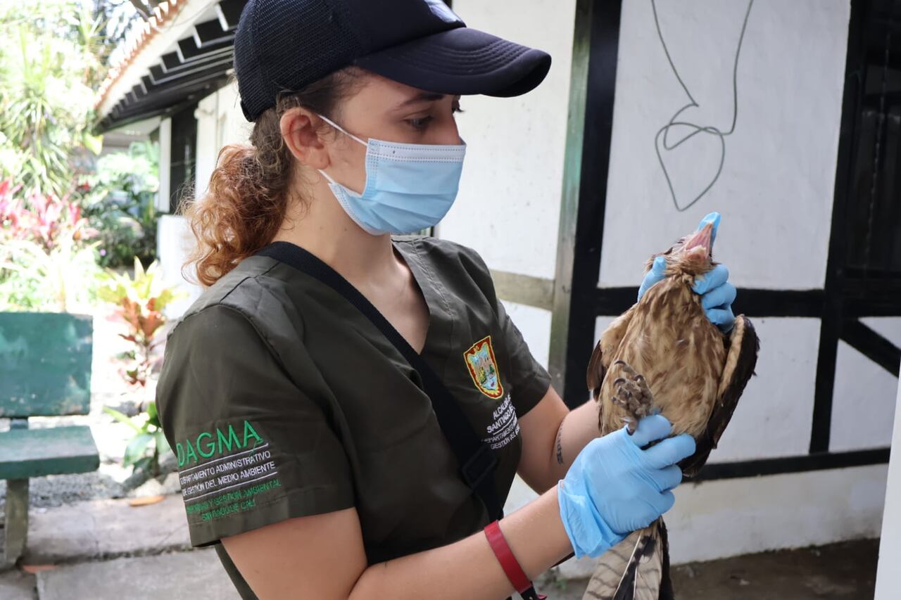 Personal veterinario al servicio del Dagma ayudaron a atender a las aves.