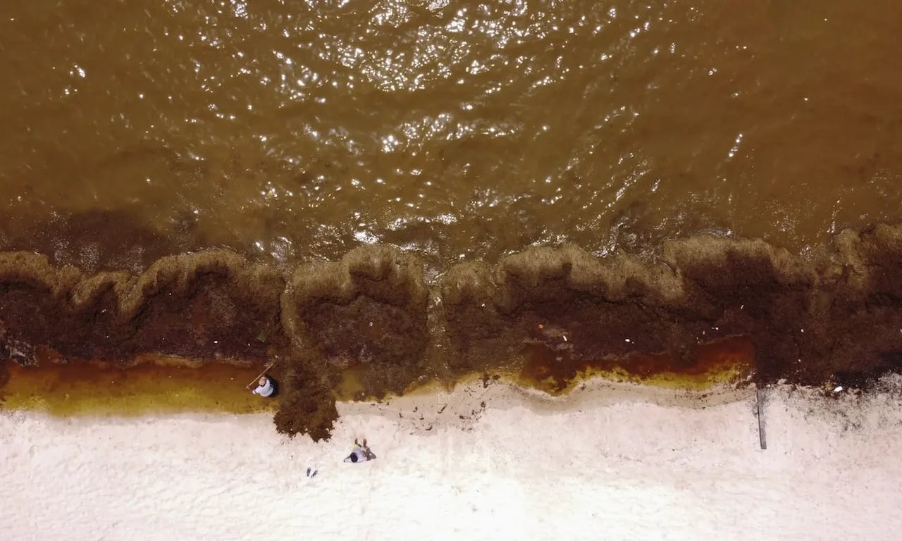 El Gran Cinturón de Sargazo puede abarcar miles de kilómetros y su densidad varía según la estación del año.