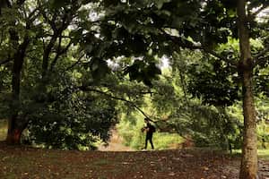 Cali tiene una de las redes de bosques urbanos mas extensa de américa latina.