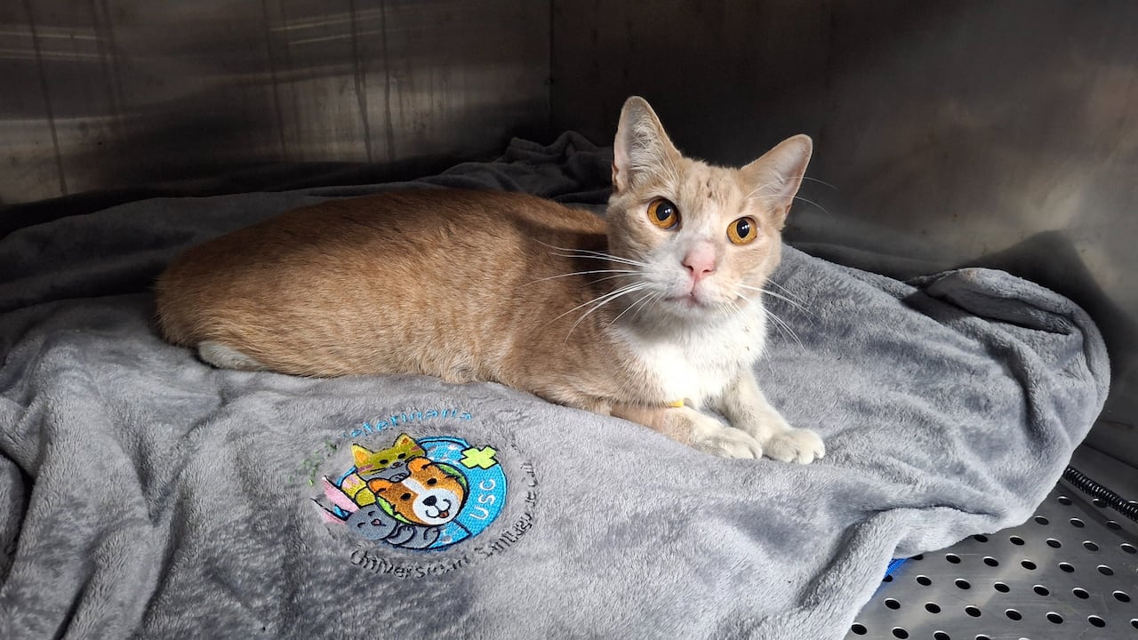 El felino huyó aterrorizado de su vivienda durante el momento del terremoto de 7,4 en Cali.