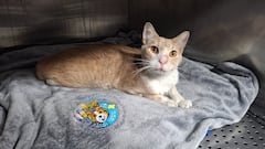 El felino huyó aterrorizado de su vivienda durante el momento del terremoto de 7,4 en Cali.