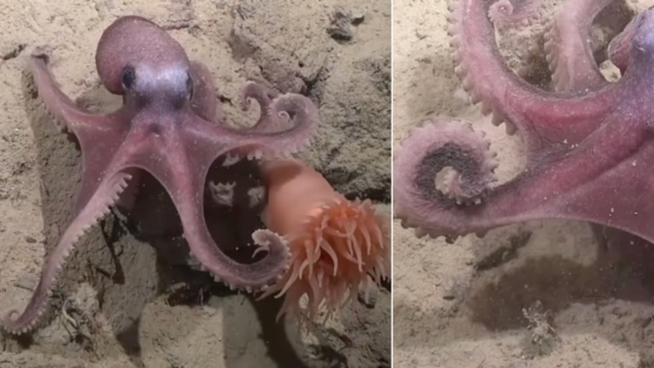 El descubrimiento de nuevas especies en el Pacífico Suroriental evidencia la vasta riqueza biológica que aún permanece oculta