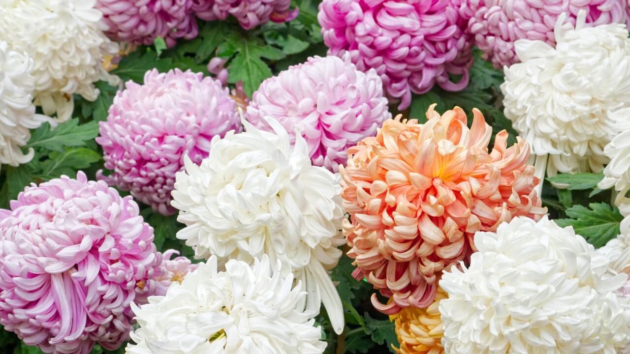 El crisantemo y la prosperidad financiera.