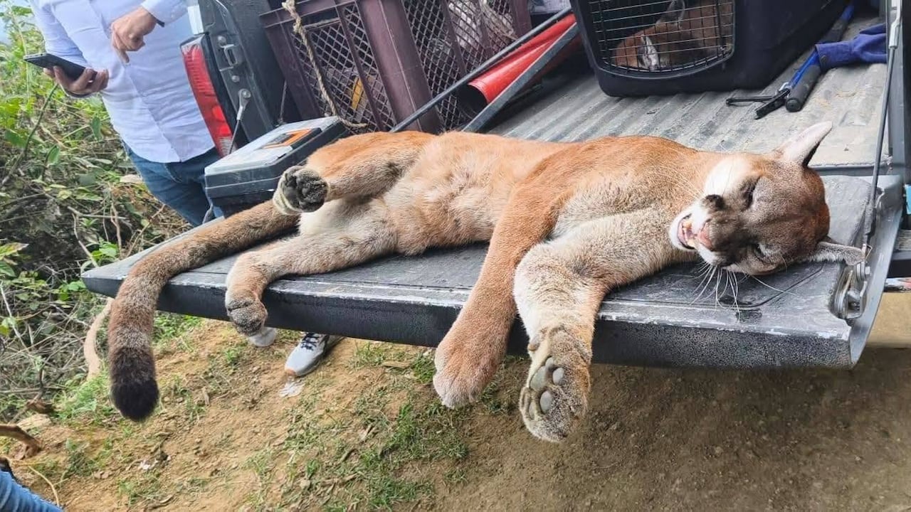 Funcionarios de la CRC, personal del DAGMA y representantes de la comunidad participaron en el rescate de los dos felinos en zona rural de Miranda.