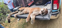 Funcionarios de la CRC, personal del DAGMA y representantes de la comunidad participaron en el rescate de los dos felinos en zona rural de Miranda.