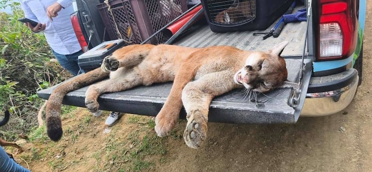 Funcionarios de la CRC, personal del DAGMA y representantes de la comunidad participaron en el rescate de los dos felinos en zona rural de Miranda.