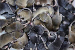 Estos ratones se pueden esparcir rápidamente.