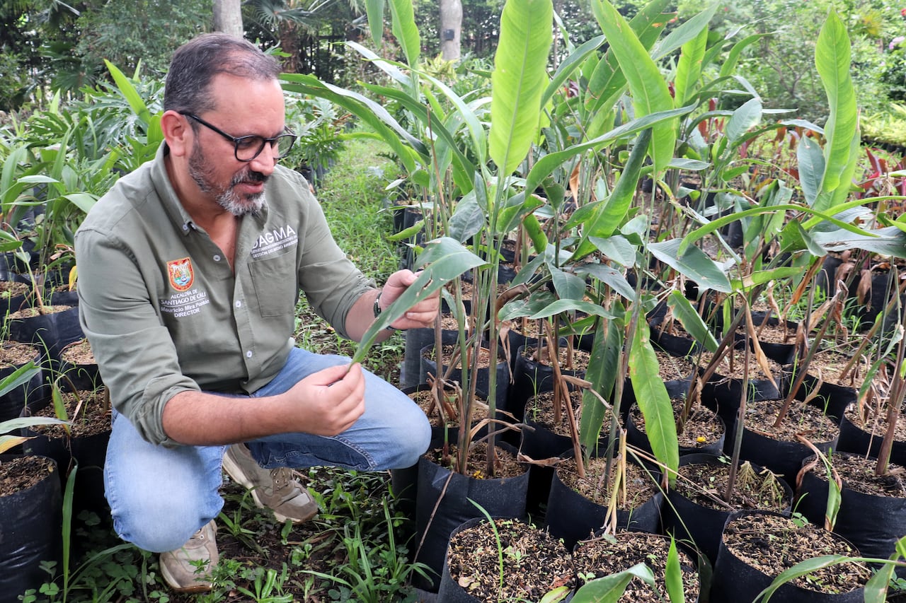 Mauricio Mira Pontón - Director DAGMA