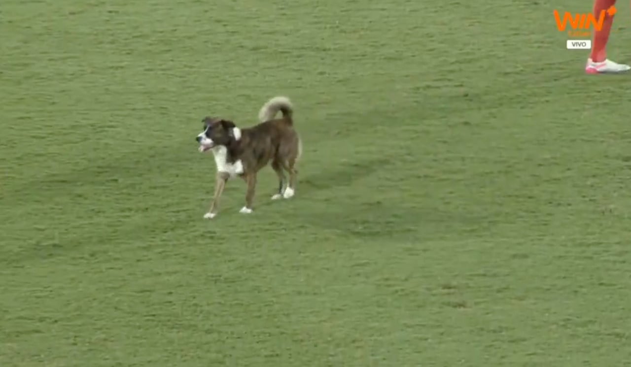 Perro partido América Caldas