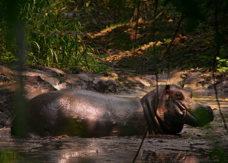 Documental Pepe, el hipopótamo