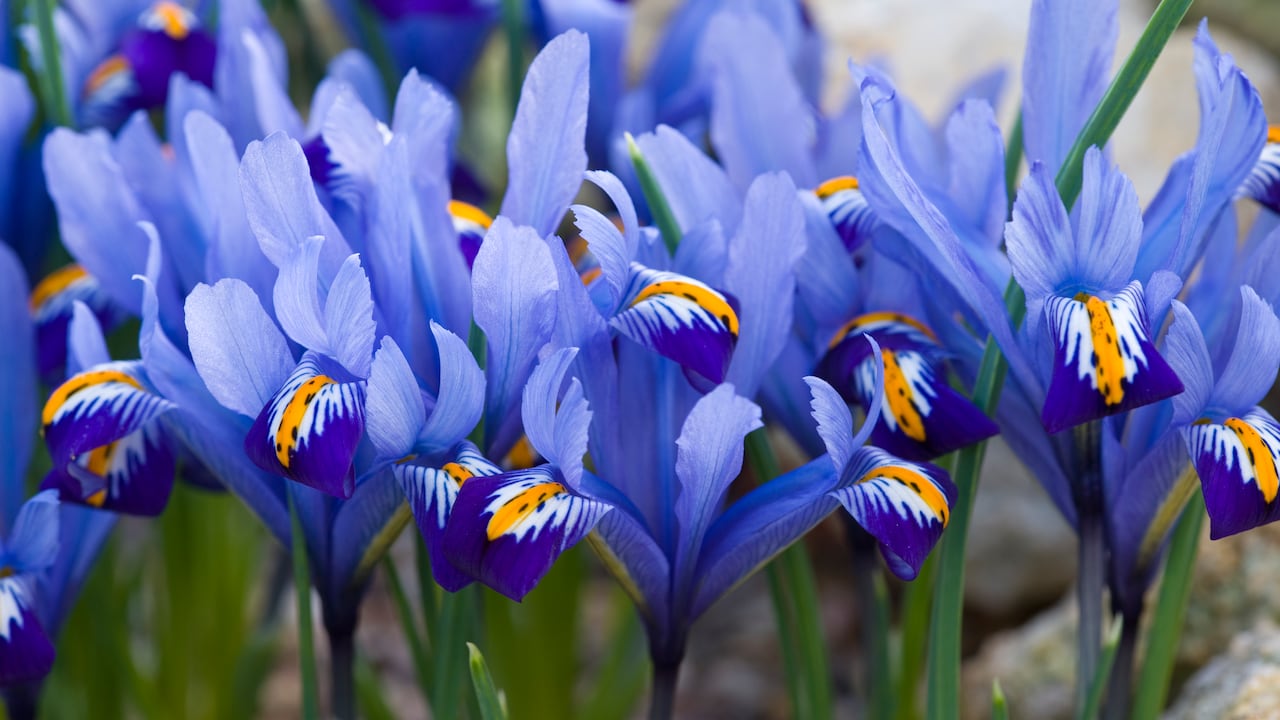 Existen ciertas acciones que ayudan a que los lirios florezcan más rápido y de mejor manera.