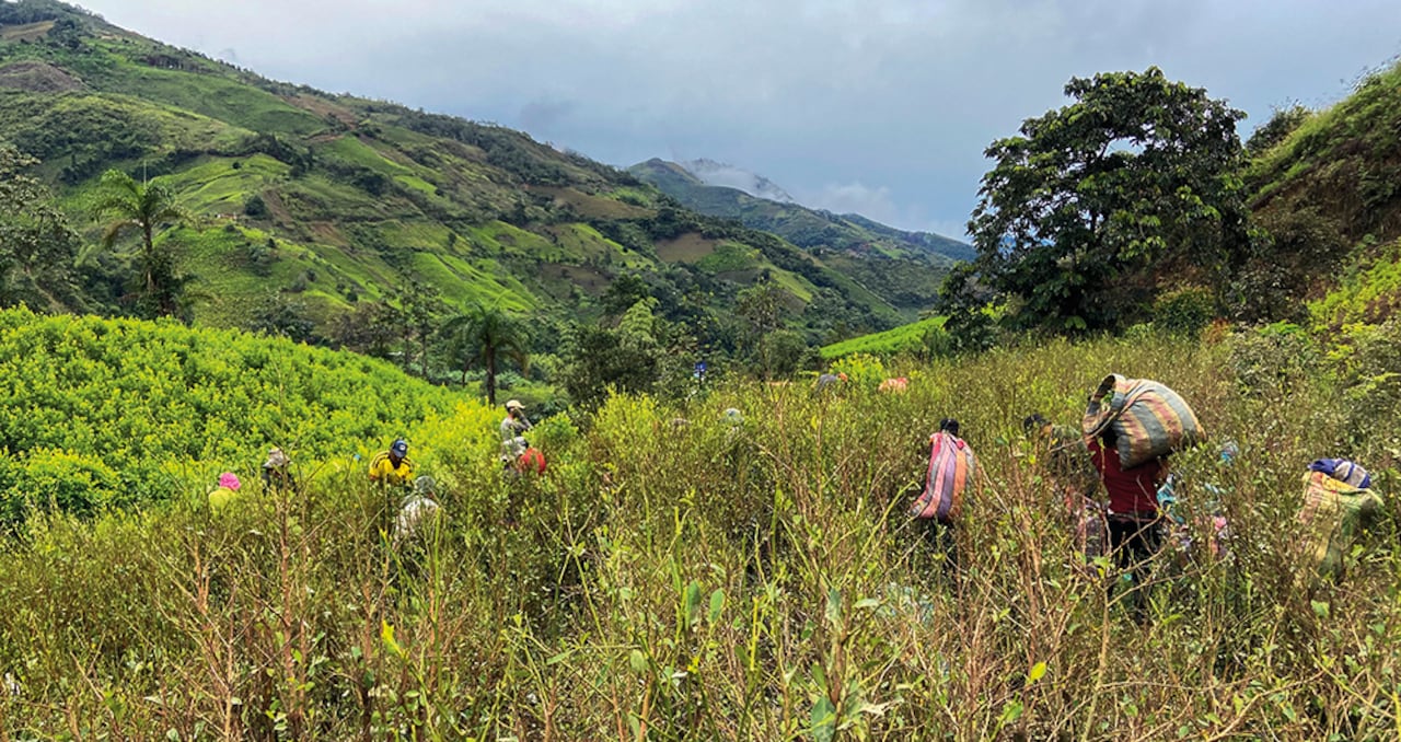 Los vientos que soplan a favor de los cocaleros juegan en contra de la campaña de Gustavo Petro para cambiar la economía del cañón por diversos productos agrícolas.