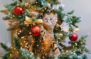Evita que tu gato trepe a tu árbol de navidad con estos consejos.