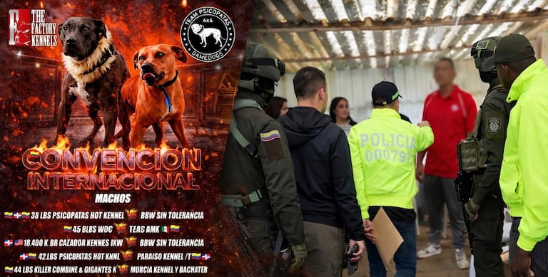 Autoridades desmantelaron en La Calera red internacional encargada de organizar peleas de perros.