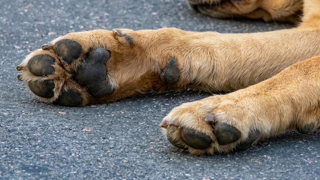 Perro muere atropellado tras ser quemado con agua hirviendo