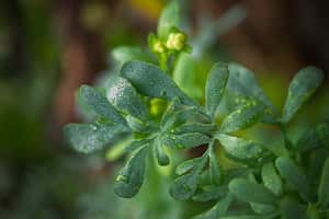 Energía renovada en cada rincón: Descubra cómo la ruda puede revitalizar el hogar.