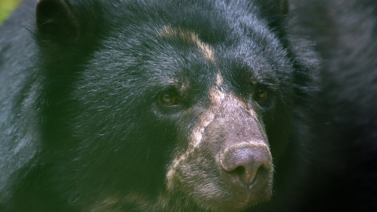 ● Parques Nacionales Naturales de Colombia junto con sus guardaparques y la comunidad esperan con emoción el regreso del oso Tamá al Parque Nacional Natural Tamá, tras un largo proceso de articulación institucional liderado por Parques Nacionales Naturales de Colombia