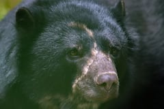 ● Parques Nacionales Naturales de Colombia junto con sus guardaparques y la comunidad esperan con emoción el regreso del oso Tamá al Parque Nacional Natural Tamá, tras un largo proceso de articulación institucional liderado por Parques Nacionales Naturales de Colombia