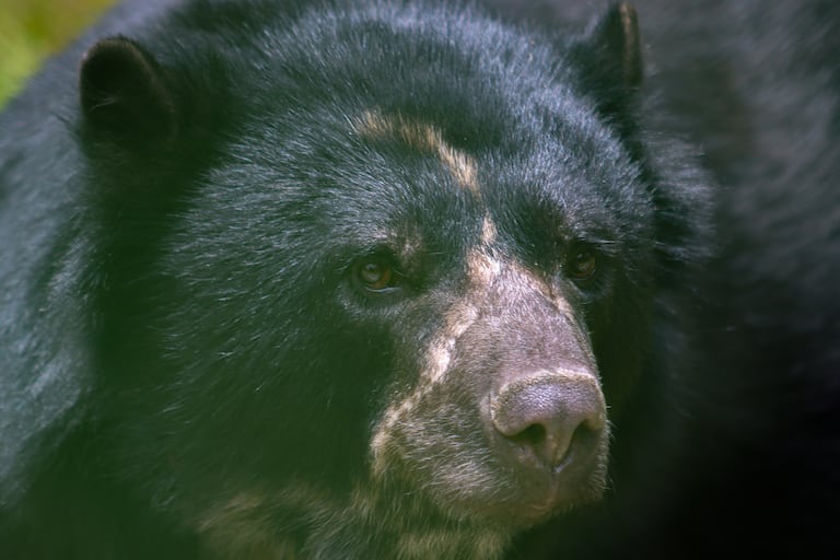 ● Parques Nacionales Naturales de Colombia junto con sus guardaparques y la comunidad esperan con emoción el regreso del oso Tamá al Parque Nacional Natural Tamá, tras un largo proceso de articulación institucional liderado por Parques Nacionales Naturales de Colombia