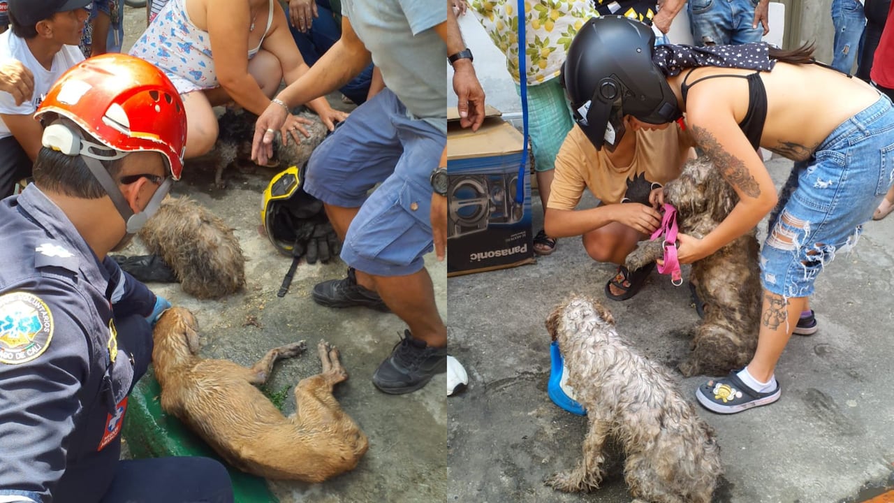 Bomberos Cali realizan rescate animal