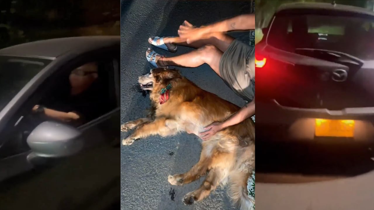 El hombre no se detuvo a ayudar al perro y huyó.